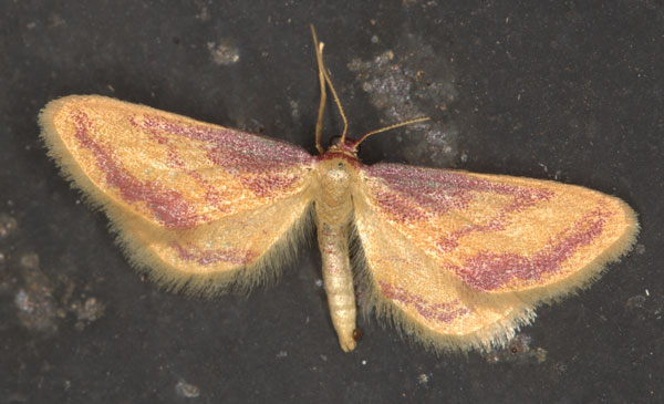 /filer/webapps/moths/media/images/R/roseocincta_Zygophyxia_A_Heyns_02.jpg