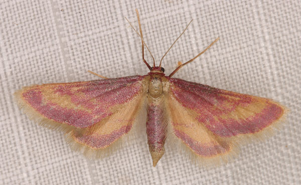 /filer/webapps/moths/media/images/R/roseocincta_Zygophyxia_A_Heyns_03.jpg