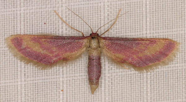 /filer/webapps/moths/media/images/R/roseocincta_Zygophyxia_A_Heyns_04.jpg