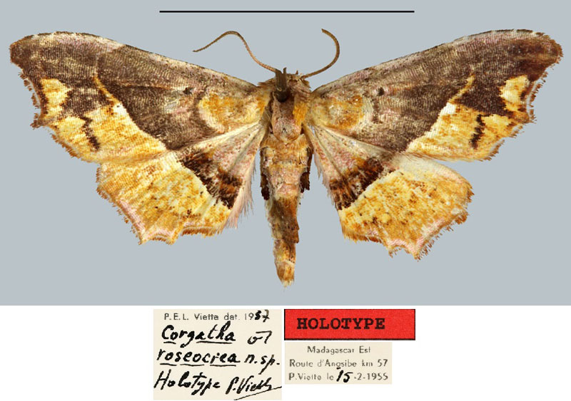 /filer/webapps/moths/media/images/R/roseocrea_Corgatha_HT_MNHN.jpg