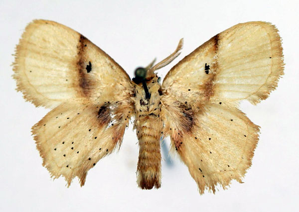 /filer/webapps/moths/media/images/R/roseofasciata_Chrysectropa_AM_Basquin_01.jpg