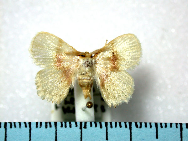 /filer/webapps/moths/media/images/R/roseofasciata_Chrysectropa_A_Revell.jpg