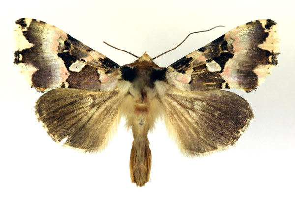 /filer/webapps/moths/media/images/R/roseofasciata_Thysanoplusia_A_RMCA.jpg