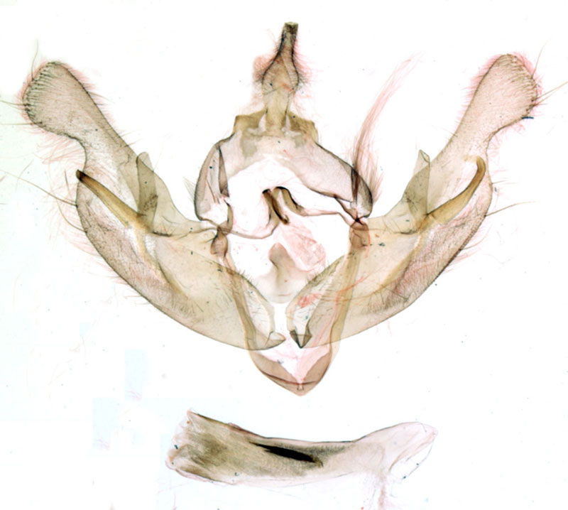 /filer/webapps/moths/media/images/R/roseogrisea_Rougeotia_GMHT_MNHN_903.jpg