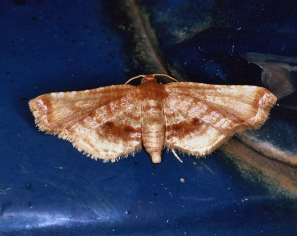 /filer/webapps/moths/media/images/R/roseola_Khuja_A_Roland_05.jpg