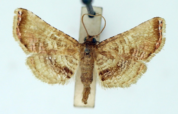 /filer/webapps/moths/media/images/R/roseola_Rhodoneura_AM_TMSA_02.jpg