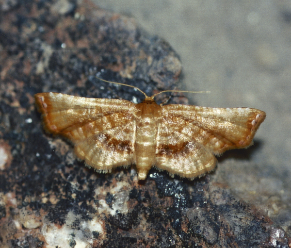 /filer/webapps/moths/media/images/R/roseola_Rhodoneura_A_Roland_01.jpg