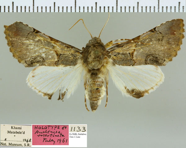 /filer/webapps/moths/media/images/R/roseotincta_Auchenisa_HT_NMB.jpg