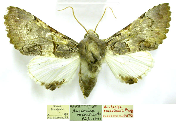 /filer/webapps/moths/media/images/R/roseotincta_Auchenisa_PTM_TMSA.jpg