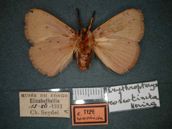 /filer/webapps/moths/media/images/R/roseotincta_Erythropteryx_HT_RMCA_02.jpg