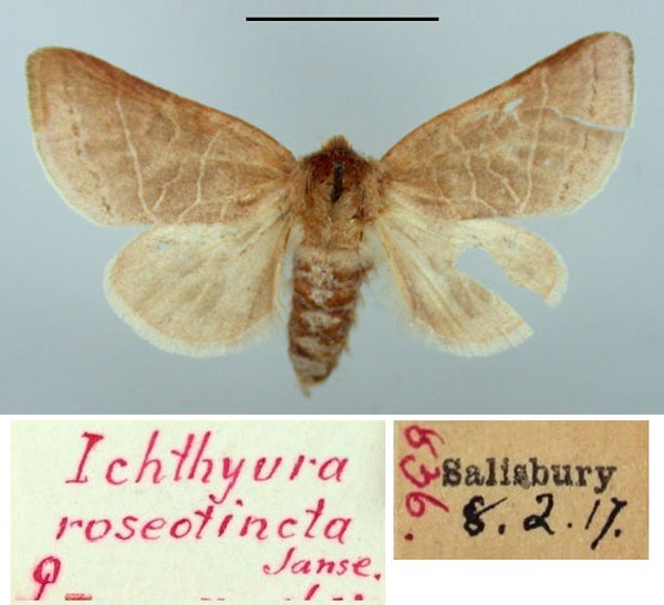 /filer/webapps/moths/media/images/R/roseotincta_Ichthyura_PT_TMSA.jpg