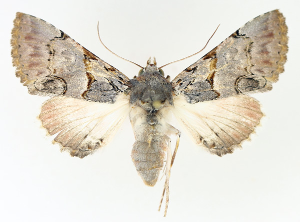 /filer/webapps/moths/media/images/R/roseotincta_Thiacidas_AF_TMSA_01.jpg