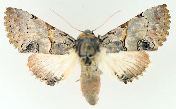 /filer/webapps/moths/media/images/R/roseotincta_Thiacidas_AF_TMSA_02.jpg