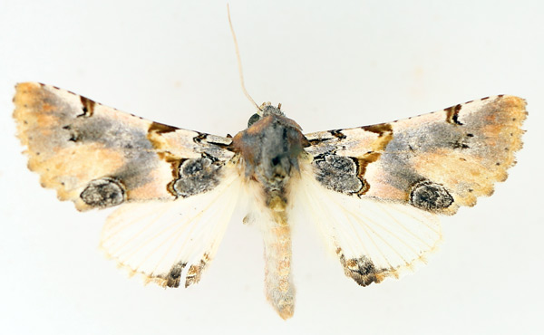 /filer/webapps/moths/media/images/R/roseotincta_Thiacidas_AM_TMSA_01.jpg