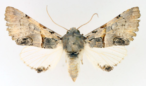 /filer/webapps/moths/media/images/R/roseotincta_Thiacidas_AM_TMSA_02.jpg