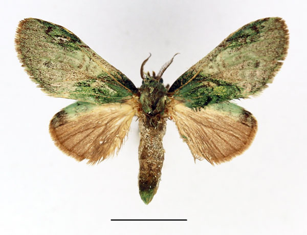 /filer/webapps/moths/media/images/R/roseoviridis_Desmeocraera_AM_Basquin.jpg