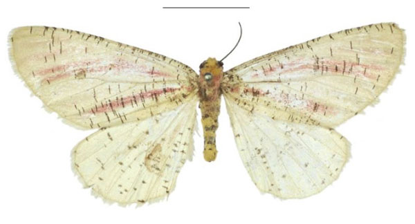 /filer/webapps/moths/media/images/R/roseovittata_Heterabraxas_HT_NHMUK.jpg