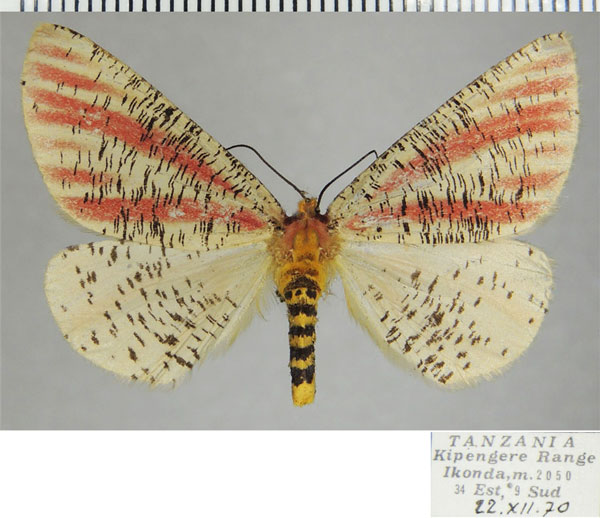 /filer/webapps/moths/media/images/R/roseovittata_Rhodophthitus_AF_ZSM.jpg