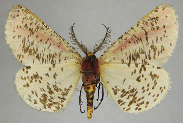 /filer/webapps/moths/media/images/R/roseovittata_Rhodophthitus_AM_ZSMb.jpg
