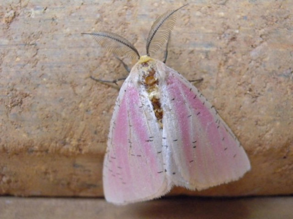 /filer/webapps/moths/media/images/R/roseovittata_Rhodophthitus_A_Voaden.jpg