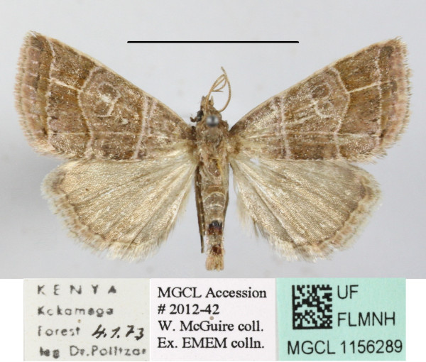 /filer/webapps/moths/media/images/R/rosescens_Acontiola_A_MGCLa_01.JPG