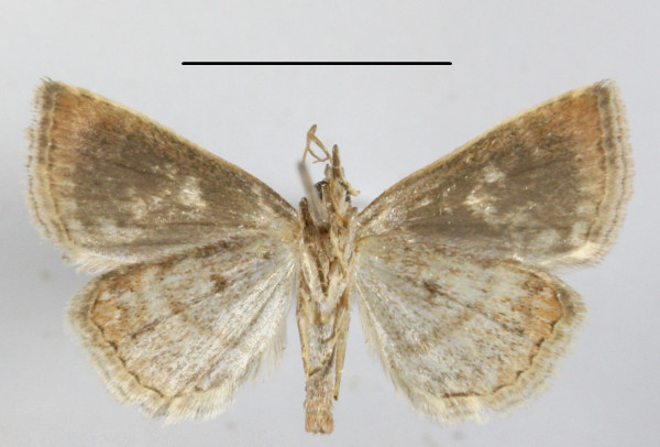 /filer/webapps/moths/media/images/R/rosescens_Acontiola_A_MGCLb_01.JPG