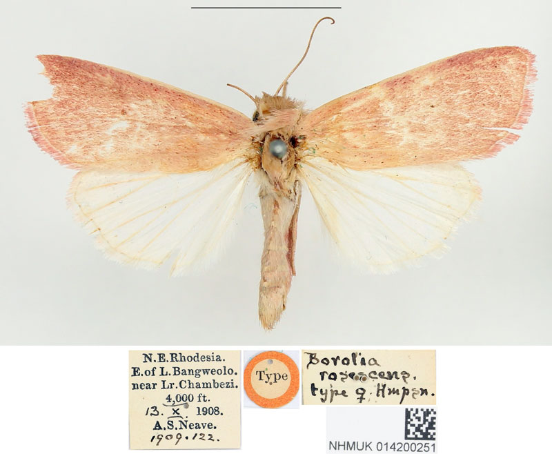 /filer/webapps/moths/media/images/R/rosescens_Borolia_HT_BMNH.jpg