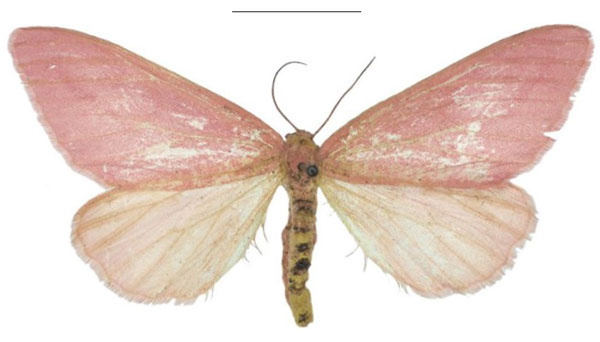 /filer/webapps/moths/media/images/R/roseus_Rhodophthitus_HT_NHMUK.jpg