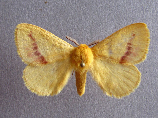 /filer/webapps/moths/media/images/R/roseus_Stenoglene_A_Baron.jpg