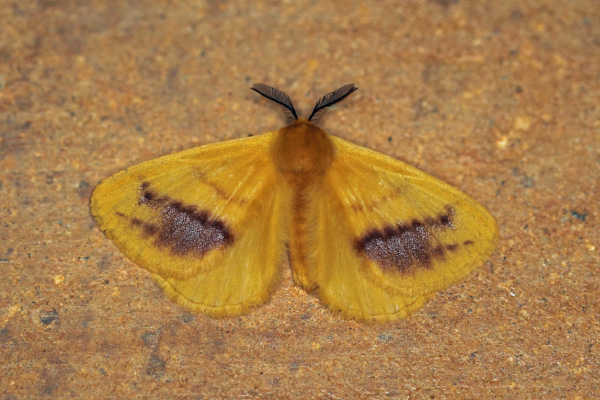 /filer/webapps/moths/media/images/R/roseus_Stenoglene_A_Voaden_01.jpg