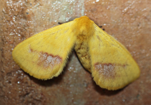 /filer/webapps/moths/media/images/R/roseus_Stenoglene_A_Voaden_02.jpg