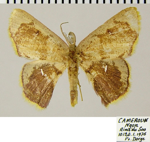 /filer/webapps/moths/media/images/R/rosina_Chrysocraspeda_AM_ZSMa.jpg