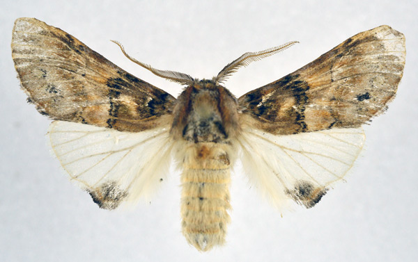 /filer/webapps/moths/media/images/R/rosinaria_Rosinella_AM_NHMO.jpg