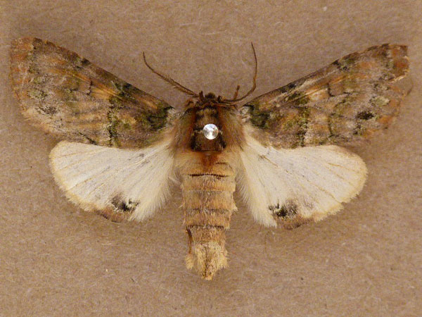 /filer/webapps/moths/media/images/R/rosinaria_Rosinella_A_Butler.jpg