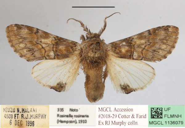 /filer/webapps/moths/media/images/R/rosinaria_Rosinella_A_MGCLa_01.JPG