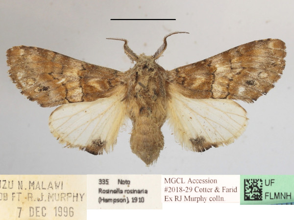 /filer/webapps/moths/media/images/R/rosinaria_Rosinella_A_MGCLa_02.JPG