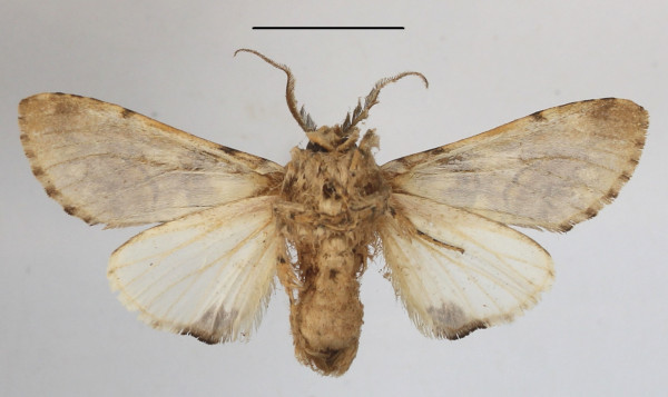 /filer/webapps/moths/media/images/R/rosinaria_Rosinella_A_MGCLb_01.JPG