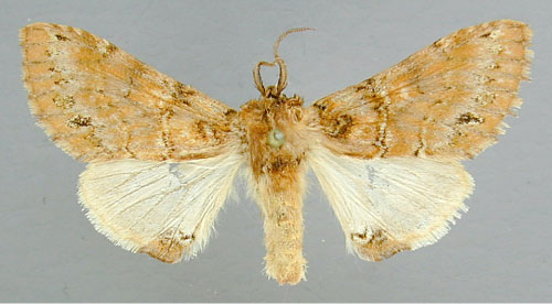 /filer/webapps/moths/media/images/R/rosinaria_Rosinella_A_RMCA_01.jpg