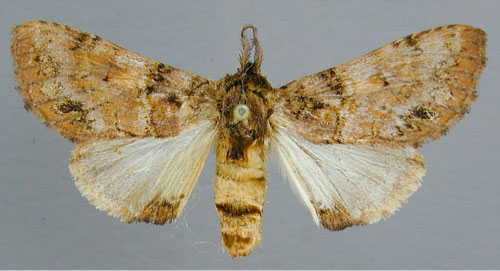 /filer/webapps/moths/media/images/R/rosinaria_Rosinella_A_RMCA_02.jpg