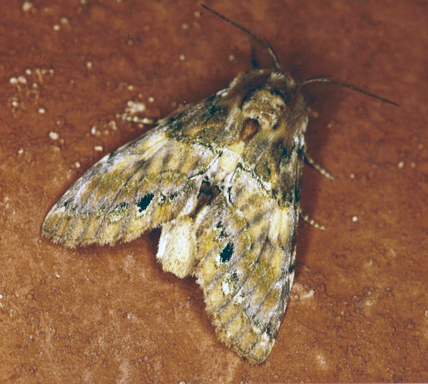 /filer/webapps/moths/media/images/R/rosinaria_Rosinella_A_Roland_01.jpg