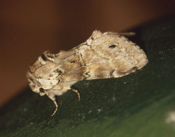 /filer/webapps/moths/media/images/R/rosinaria_Rosinella_A_Roland_10.jpg