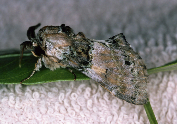 /filer/webapps/moths/media/images/R/rosinaria_Rosinella_A_Roland_14.jpg
