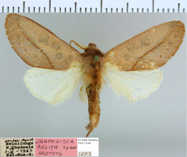 /filer/webapps/moths/media/images/R/rosita_Janthinisca_HT_NMB.jpg