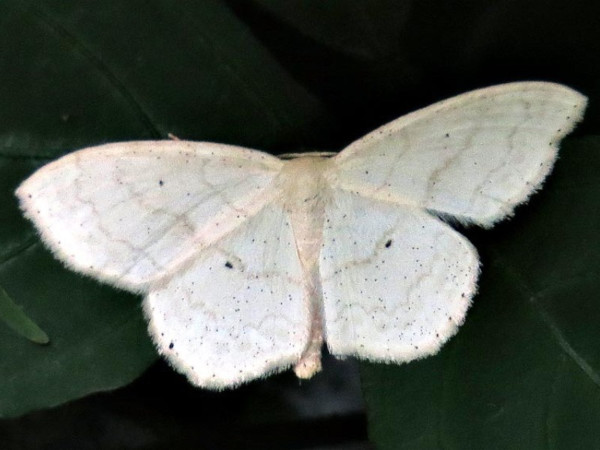 /filer/webapps/moths/media/images/R/rossi_Scopula_A_Braun.jpeg