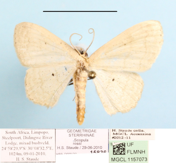 /filer/webapps/moths/media/images/R/rossi_Scopula_A_MGCLa_01.jpeg