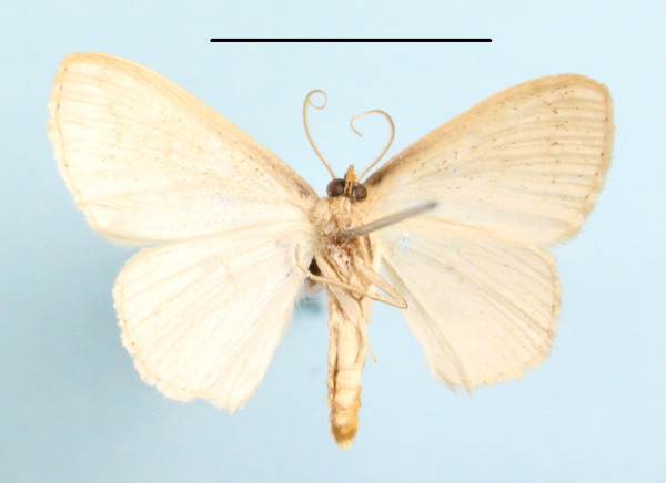 /filer/webapps/moths/media/images/R/rossi_Scopula_A_MGCLb_01.jpeg