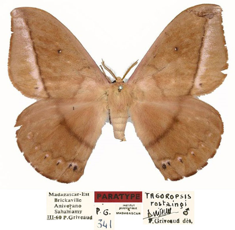 /filer/webapps/moths/media/images/R/rostaingi_Maltagorea_PT_Basquina.jpg