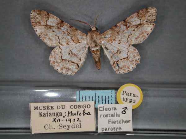 /filer/webapps/moths/media/images/R/rostella_Cleora_PT_RMCA_01.jpg