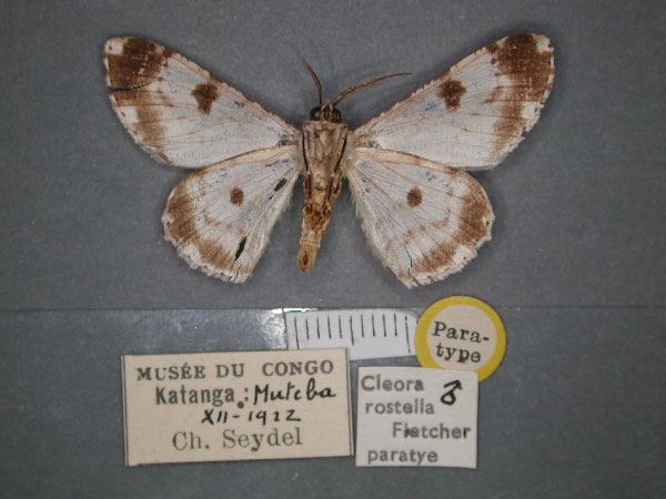 /filer/webapps/moths/media/images/R/rostella_Cleora_PT_RMCA_02.jpg