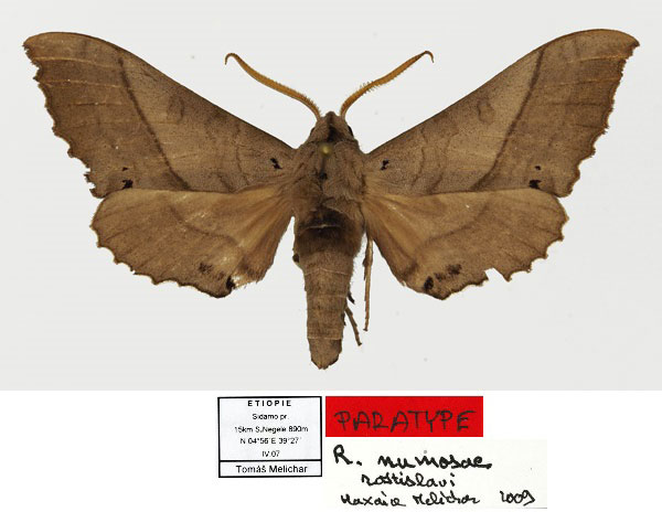 /filer/webapps/moths/media/images/R/rostislavi_Rufoclanis_PT_Basquin.jpg
